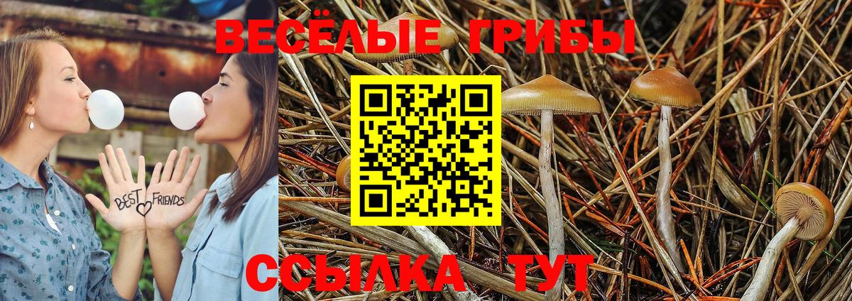 Галлюциногенные грибы Psilocybe  Псилоцибиновые грибы Psilocybine cubensis  Канаш  Вход с VPN 